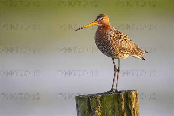 Black-tailed Godwit