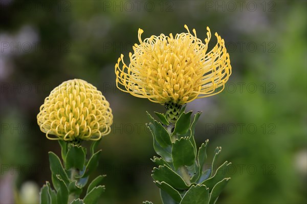 Pincushion Protea