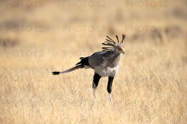 Secretary bird