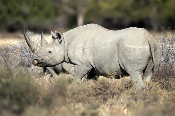 Black rhinoceros