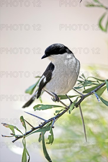 Shrike Flycatcher