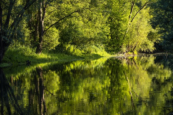 Tree reflection in the river Lippe