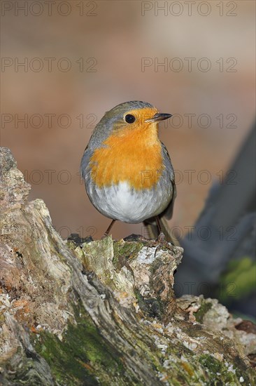 European robin