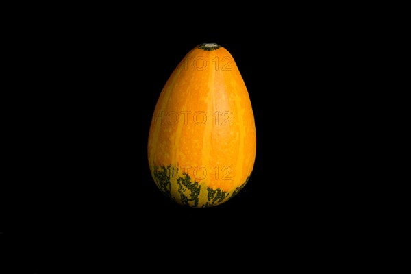 Colorful pumpkin on a black background. In studio