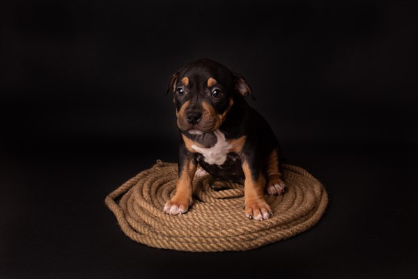 Puppy American Pit Bull Terrier sitt on a jute cord on black background in studio