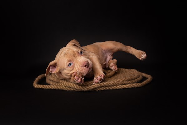 Puppy American Pit Bull Terrier sitt on a jute cord on black background in studio