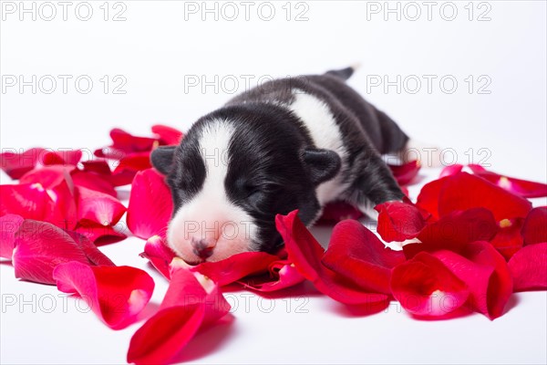 Ten days old puppies of the Welsh Corgi Pembroke