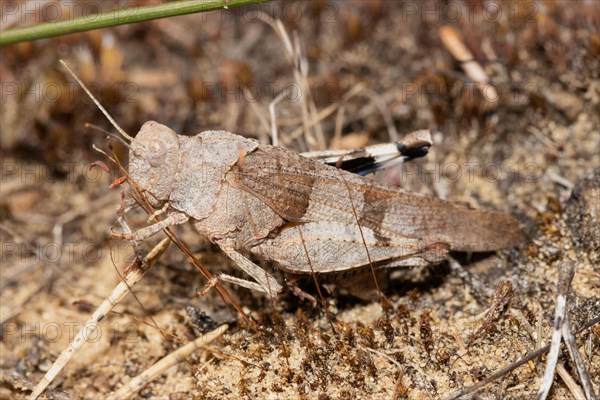 Blue-winged Grasshopper sitting on sandy soil between brown stalks left sighted