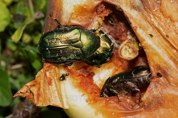 Common rose beetle three beetles sitting on rotting apple seeing different