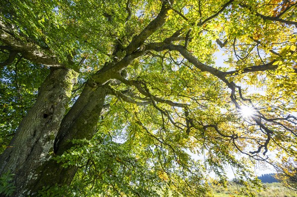 Old copper beech