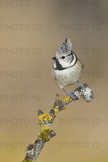 Crested Tit