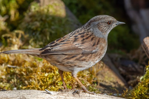 Dunnock