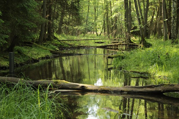 swamp deep in the forest