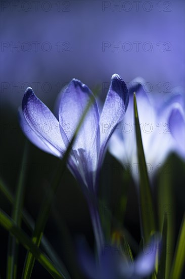 Purple spring crocus