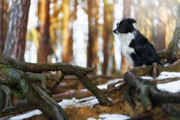 A Border Collie dog poses and shows various tricks in a somewhat wintery setting. Little snow