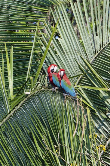 Red-and-green Macaws