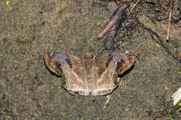 Chestnut angle or banded angle