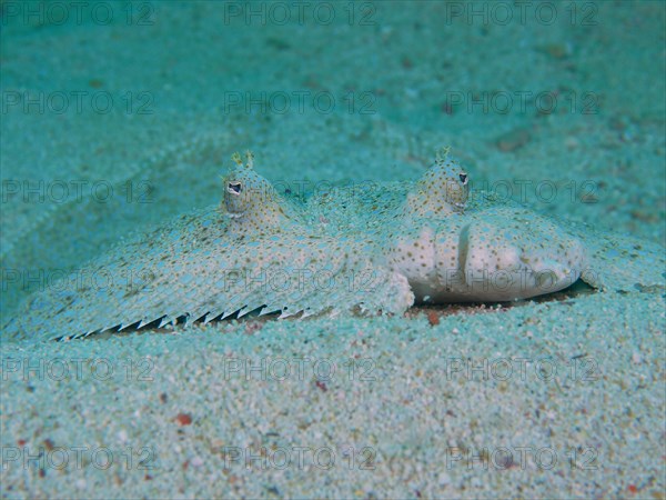 Portrait of peacock flounder