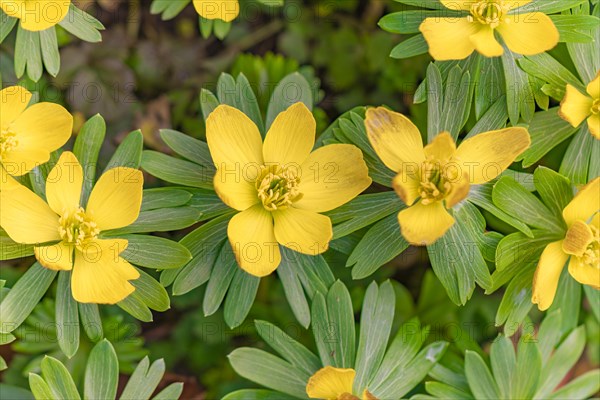 Winter aconite