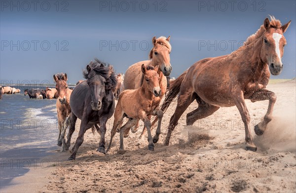 Horses running on the shore of Lake Buir. Dornod Province. Mongolia