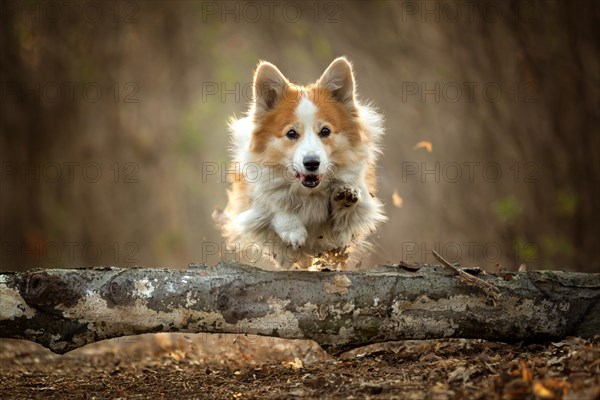 A Welsh Corgi Pembroke dog jumps through a tree on a forest path. In the forest