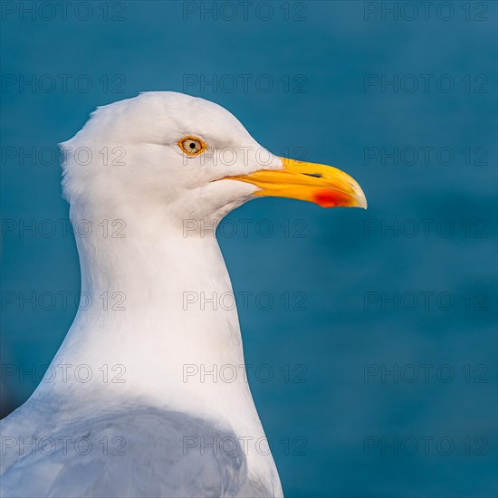 Portrait of European Herring Gull