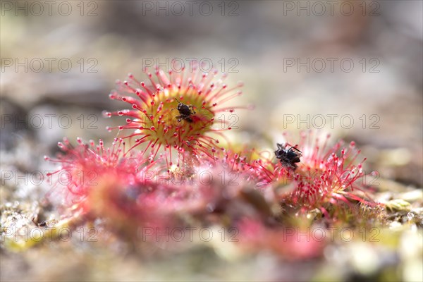 Common sundew