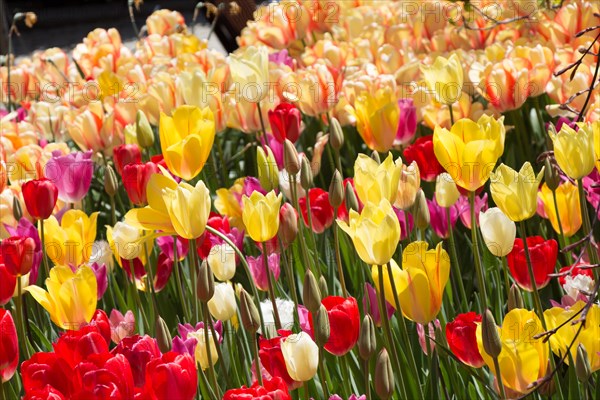 Blooming colorful tulip flowers in garden as floral background