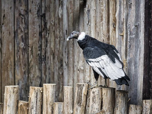 Andean condor