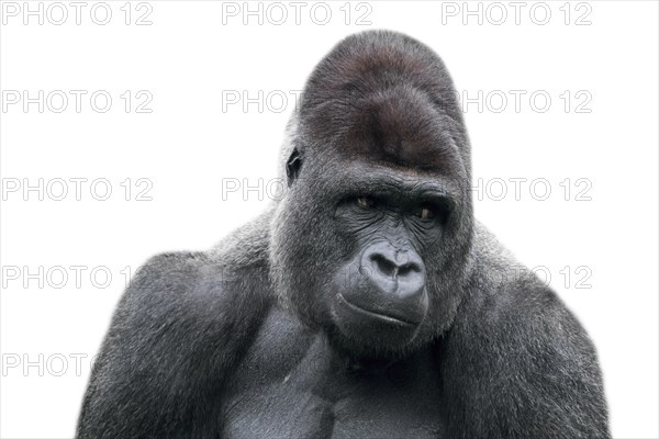 Western lowland gorilla