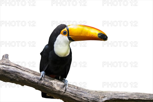 Toco toucan