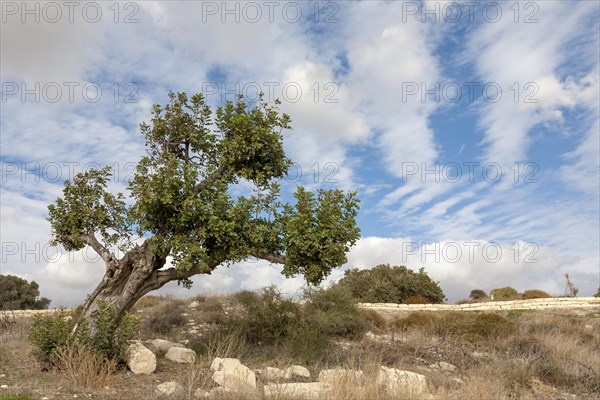 Landscape with holm oak