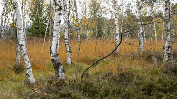 Autumn in the Kendlmuehlfilzen high moor