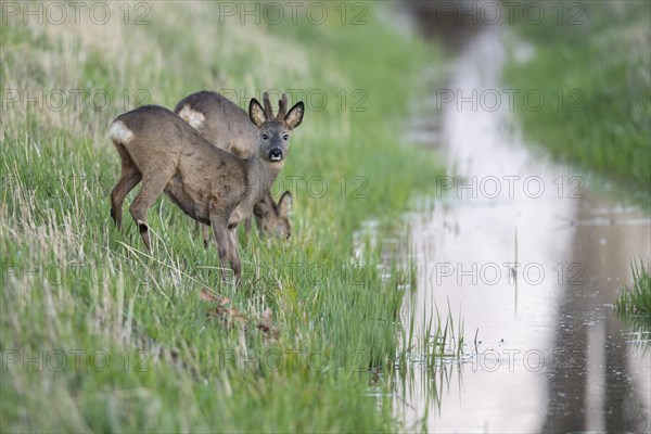 European roe deer