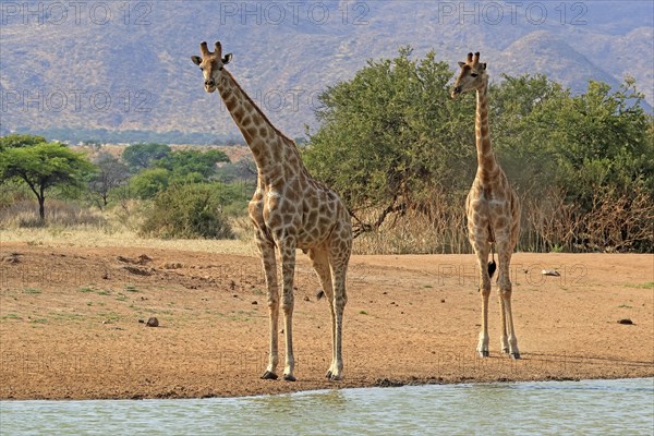 Southern giraffe