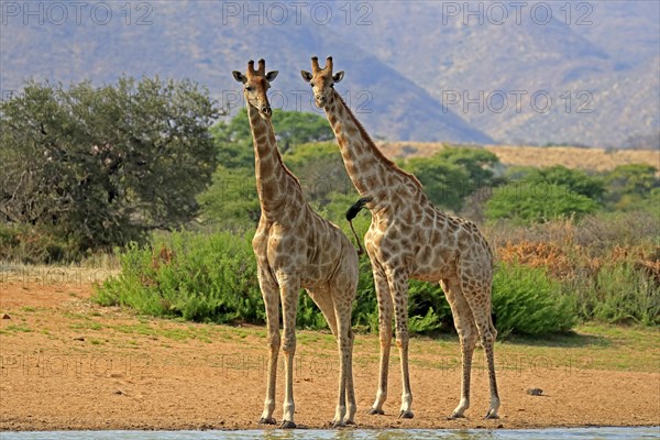 Southern giraffe