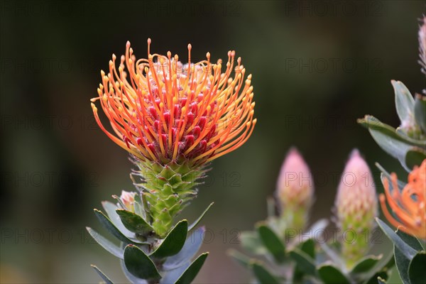 Pincushion Protea
