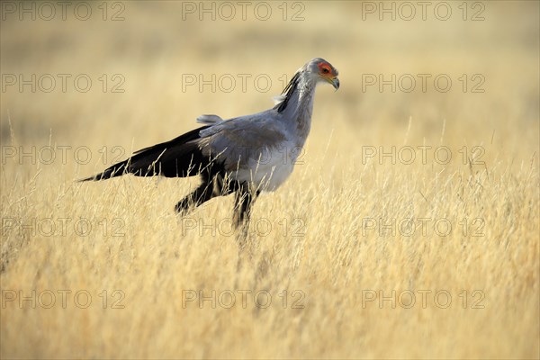 Secretary bird