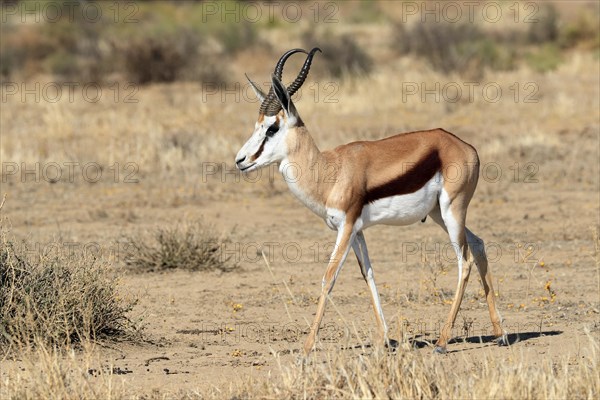 Springbok