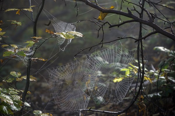 Spider webs wetted by dew