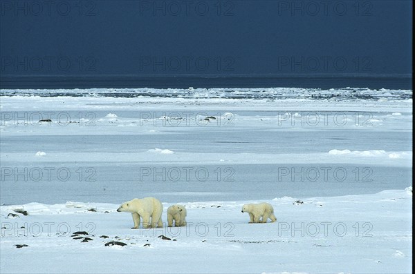 Polar bear