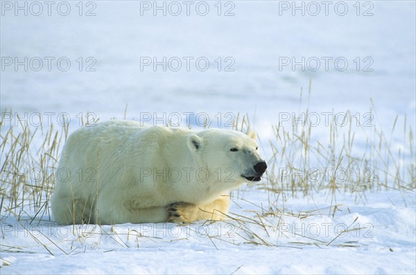 Polar bear