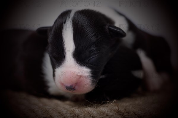 Ten days old puppies of the Welsh Corgi Pembroke