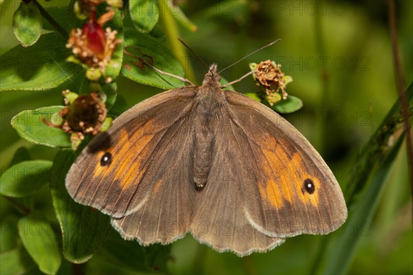 Large bulls eye butterfly with open wings sitting on green leaf from behind