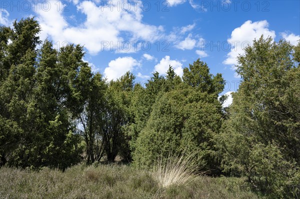 Juniper forest