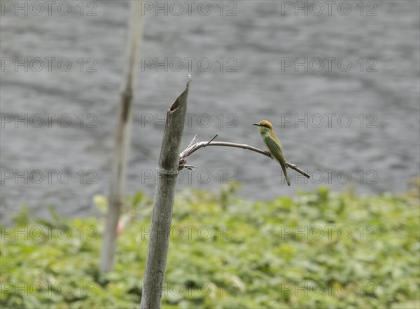 Green bee-eater