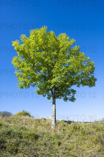 European ash