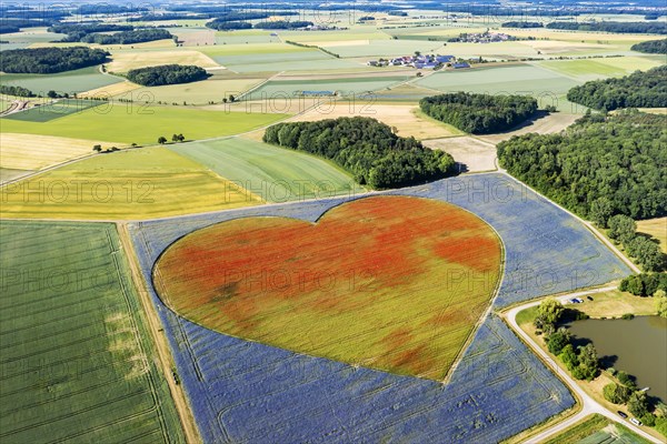 Flowering heart of cornflowers