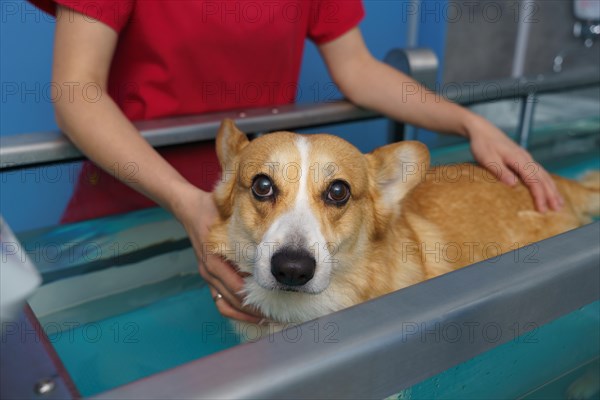 Dog rehabilitation on a water treadmill. animal health