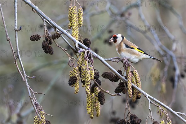 European goldfinch